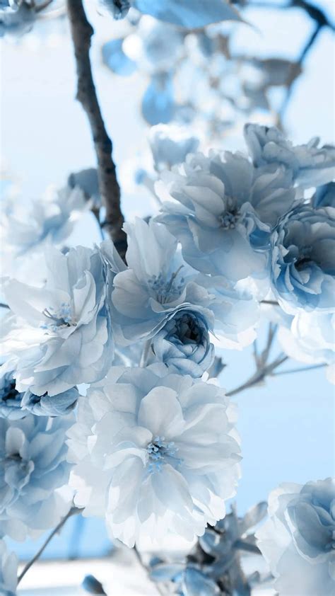 Light Blue Flower HD phone wallpaper | Pxfuel