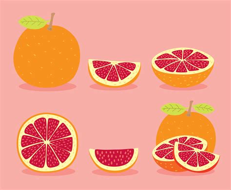 Grapefruit Collection Vector Vector Art & Graphics | freevector.com