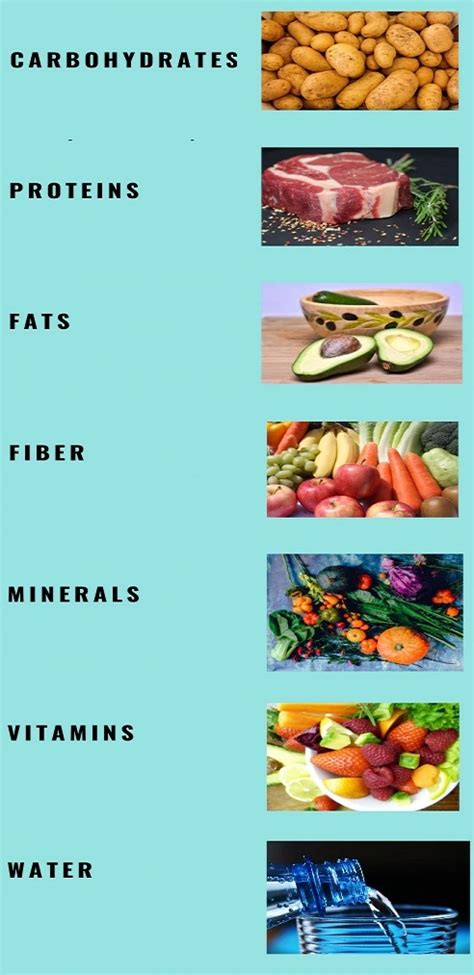 Of the Nutrient Classes Protein is most important - ECstep