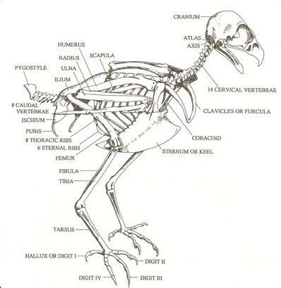 red-tailed hawk skeleton | Bird drawings, Skeleton anatomy, Hawk