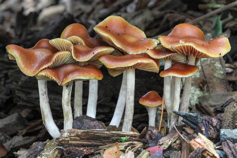 Psilocybe cyanescens lookalikes - Fungiflora