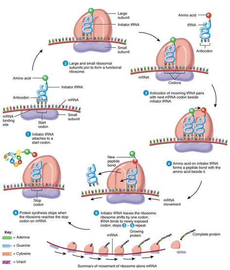 Transcription and Translation Assignment - Roderick Biology