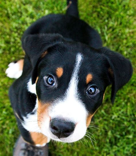 Companion | Swiss mountain dog puppy, Entlebucher mountain dog, Cute dogs