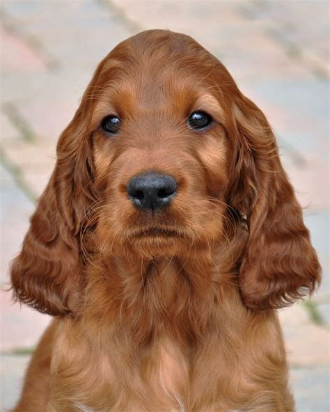 OUR PUPPIES – Gwendariff Irish Setters