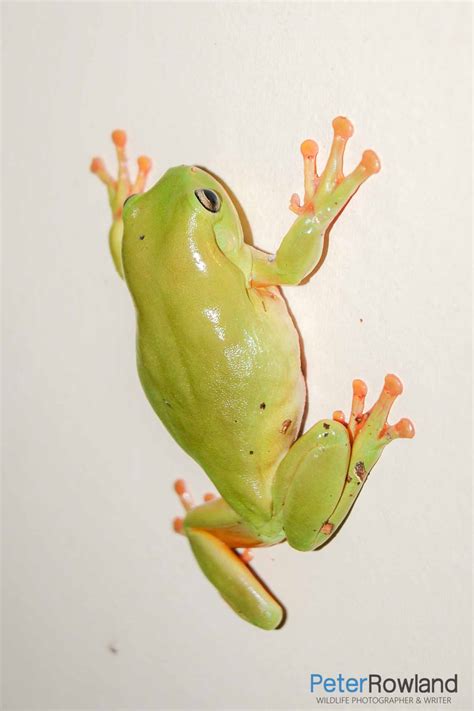 Green Tree Frog - Peter Rowland Photographer & Writer