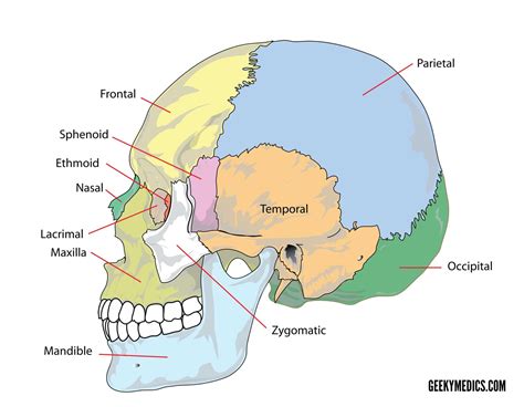 Bones of the Skull | Skull Osteology | Anatomy | Geeky Medics