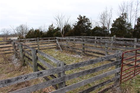 Upgrading Cattle Handling Facilities - Eden Shale Farm