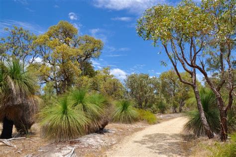 Path in Protected Australian Bushland Stock Photo - Image of clouds ...