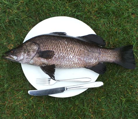 Barramundi Fish In Malay / Barramundi · Tennessee Aquarium - Then ...