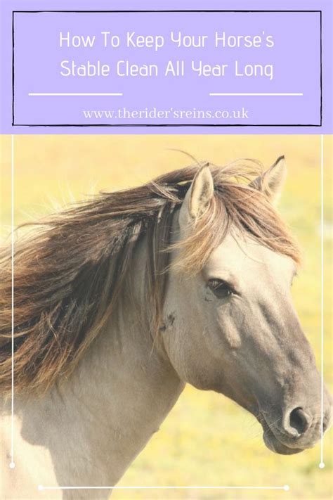 Horse Care Tips | Barn hacks | Barn ideas | Stable hacks | Stable ideas ...