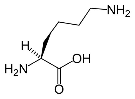 Lysine - wikidoc