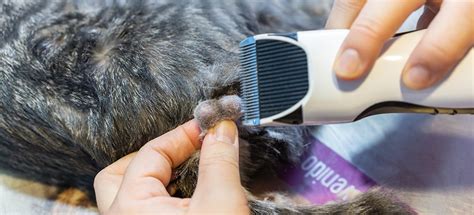 Cat neutering: a guide to castration and spaying - PDSA