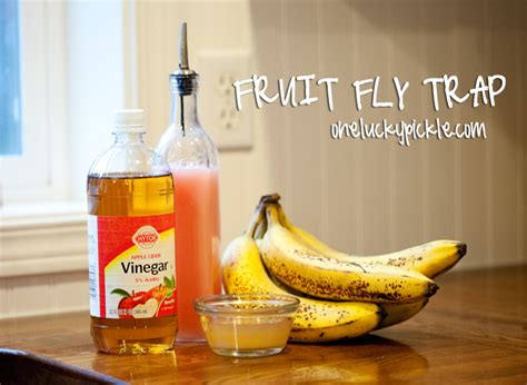 One Lucky Pickle: The Fruit Fly Trap Experiment