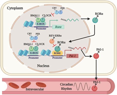 Frontiers | The Role of Clock Genes in Fibrinolysis Regulation ...