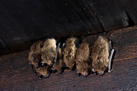 Where do bats live? How long will they live in your house? - Trutech ...