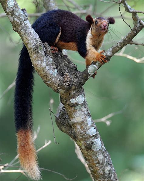 Indian Giant Squirrel Facts, Range, Diet, Pictures