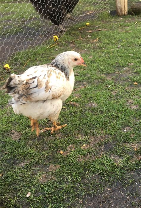 Chicken Breed Focus - Erminette | BackYard Chickens