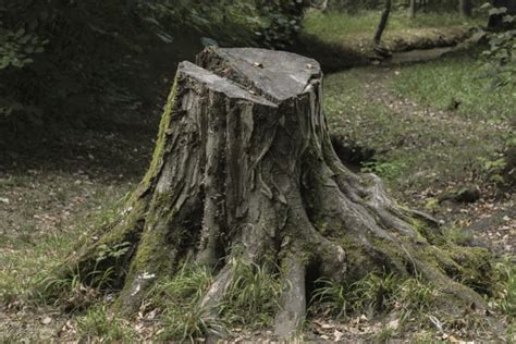 Removal VS. Grinding? Dealing with Unwanted Tree Stumps