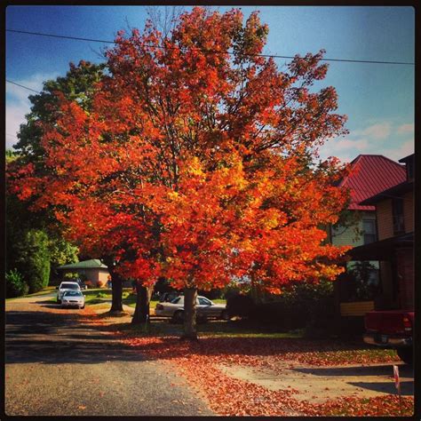 Fall foliage in Elkins WV☀️ | Elkins west virginia, Natural landmarks ...