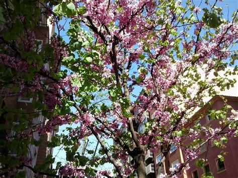 Jaca in English: Judas Tree