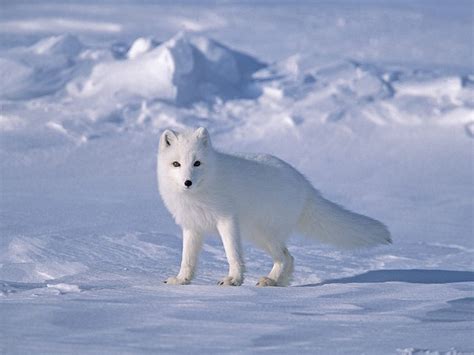 Various Facts About Tundra Biome - Conserve Energy Future