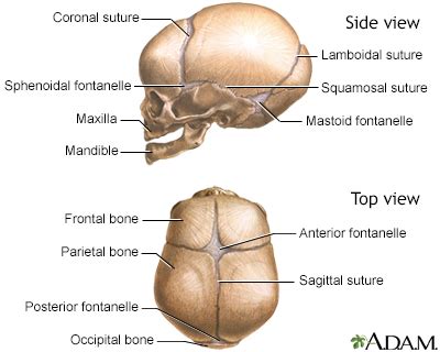 Newborn Head Molding Symptoms, Doctors, Treatments, Advances & More ...