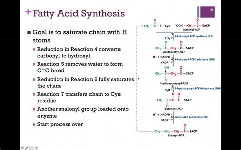 Fatty Acid Synthesis Pathway