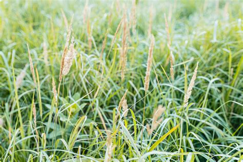 Border Grasses For Landscaping