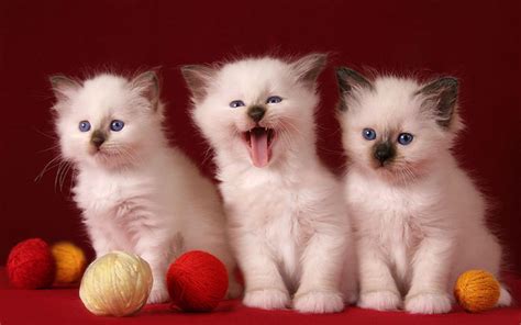 3 Cute Kittens HD desktop wallpaper : Widescreen : High Definition ...