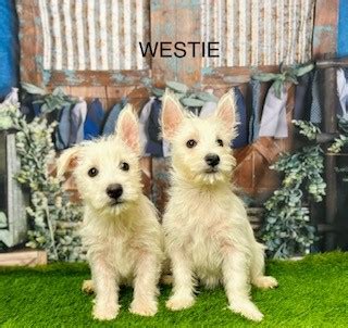 Westies for Sale | Training Tips for New Owners | DHK