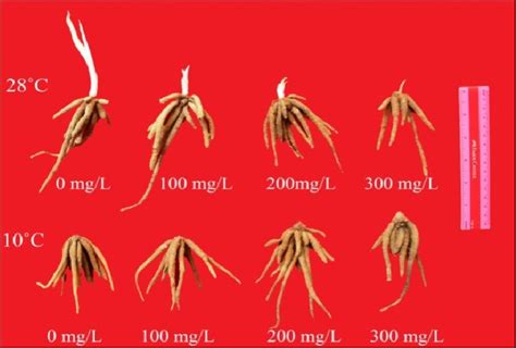 Sprout growth as affected by the concentrations of PBZ at 8 months ...