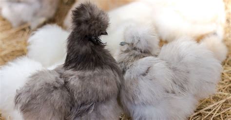 Baby Silkie Chicken - AZ Animals