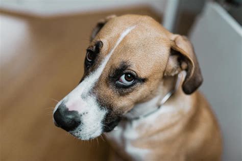 Can dogs have oranges? Keep an eye out for these toxic parts of the fruit.