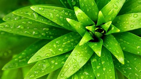 Pin by Dana Shaw on Green Scene | Green nature wallpaper, Green leaf ...