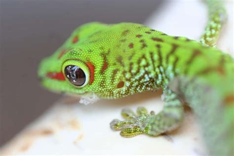 What Do Baby Geckos Eat? (Diet and Feeding Tips)