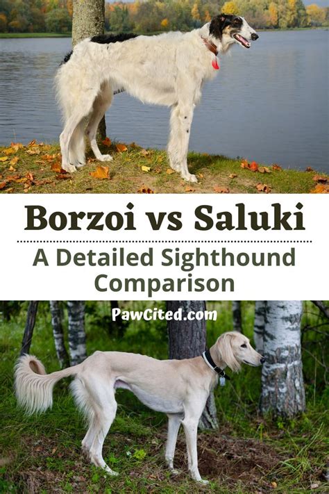 Borzoi vs Saluki: A Detailed Sighthound Comparison in 2023 | Saluki ...