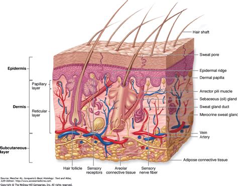 loadBinary_006.gif (992×779) | Skin anatomy, Integumentary system ...