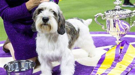 Buddy Holly, a petit basset griffon Vendéen, crowned Best in Show at ...