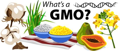 GMOs - Transgenic Crops | ASU - Ask A Biologist