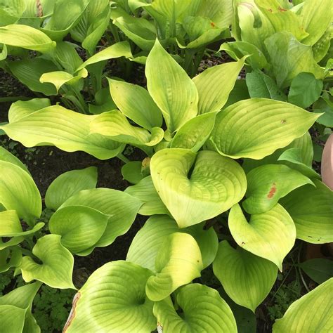 Blog.Sunset Hosta Farm.com: What Are Sun Tolerant Hostas?