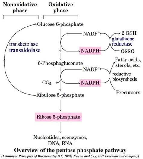 Pentose Phosphate Pathway Overview, Oxidative and non-oxidative phases ...