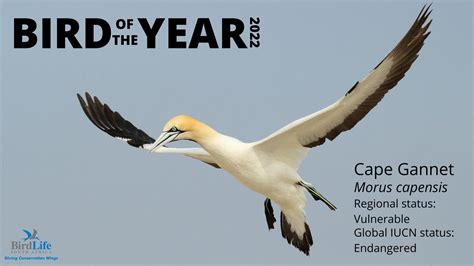 Cape Gannet announced Bird of the Year for 2022