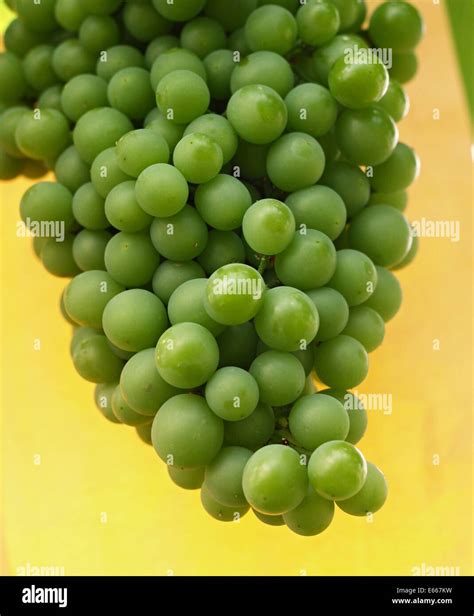 Green grapes on vine Stock Photo - Alamy