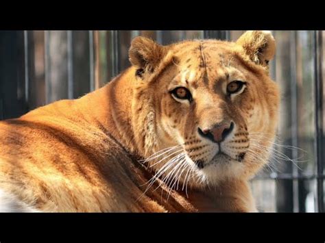 Liger Habitat and Adaptations. - YouTube