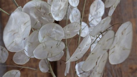 30 Seeds of Lunaria Annua, Money Plant - Etsy