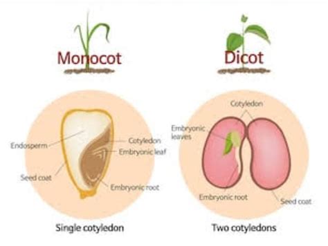 Monocot and Dicot seeds - Brainly.in