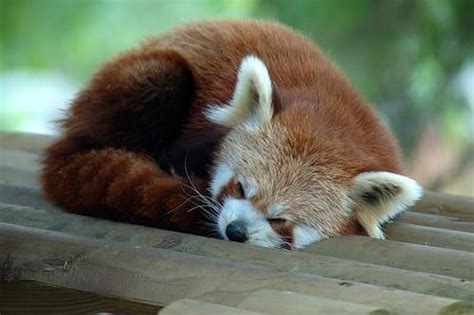 36 Red Pandas Taking Advantage Of The Sleepy Season | Sleepy animals ...