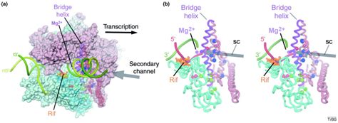 New inhibitors targeting bacterial RNA polymerase: Trends in ...