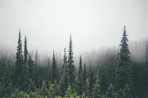 Pine Forest Desktop Wallpapers - Wallpaper Cave