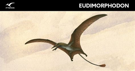 Eudimorphodon - Pteros